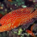 grouper_coral_elp_n_h_0016_egy0750.jpg